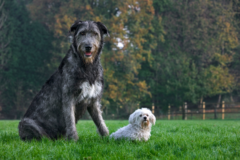 Big Vs. Small | Alamy Stock Photo