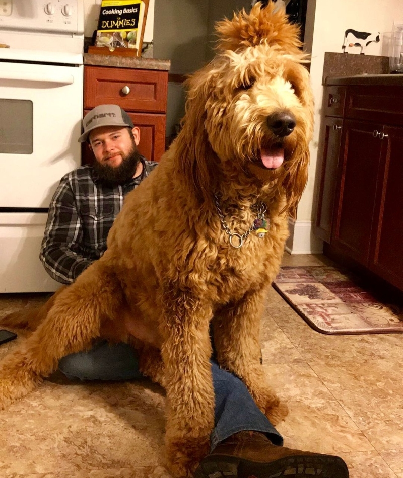 I’m Still a Lap Dog, I Swear | Instagram/@doods.gus.and.ollie