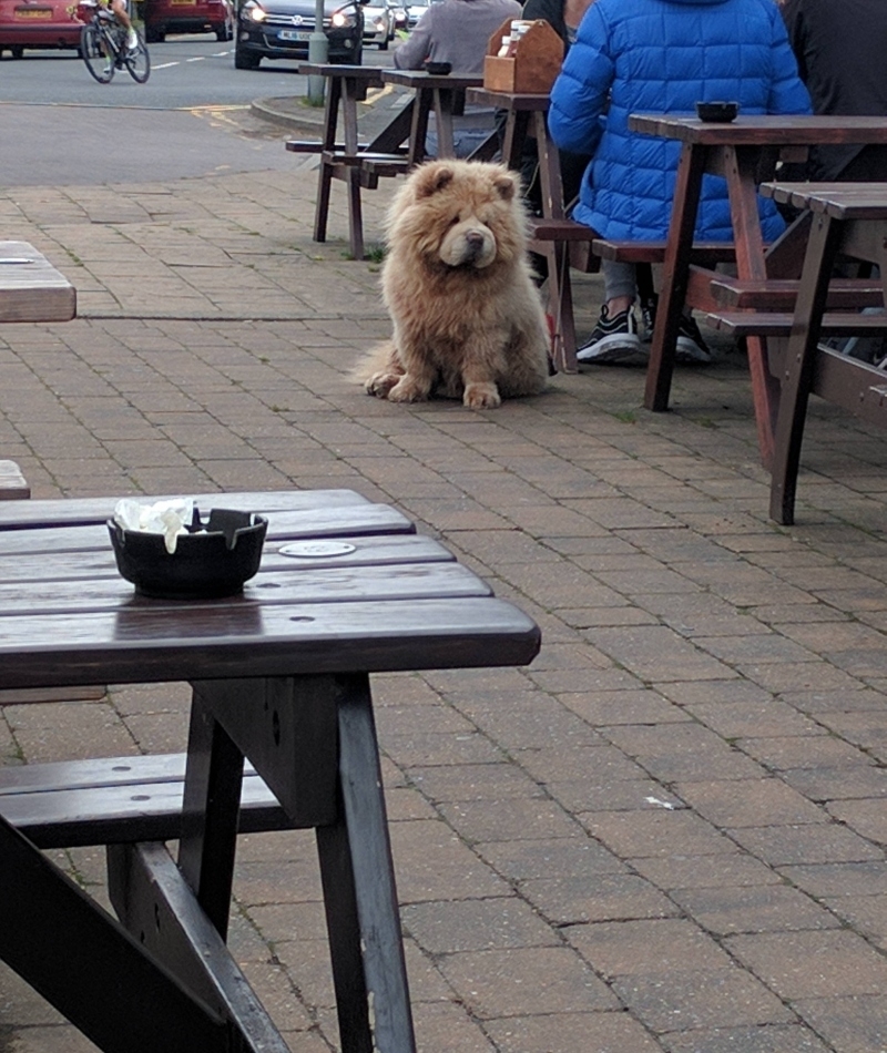 At Least the Wild Animal Is Wearing a Leash | Imgur.com/WOPJG4T