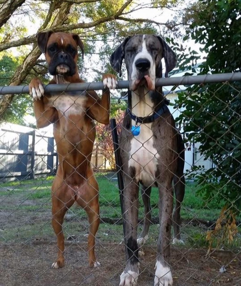 They Need a Higher Fence | Instagram/@big_dog_does_big_things