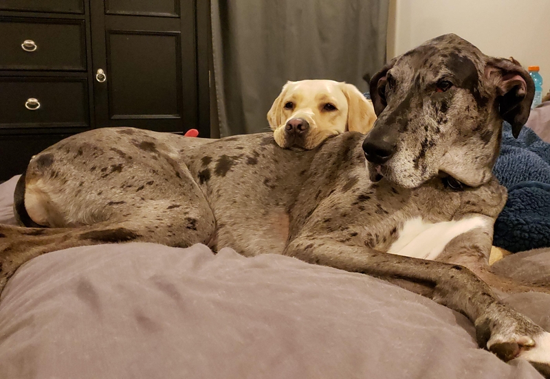 I’ll Be Your Pillow | Reddit.com/Sydeburnn