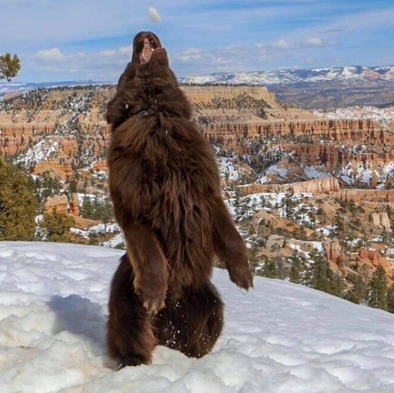 Loving the Snow | Instagram/@ralphie_the_newf_and_the_boss