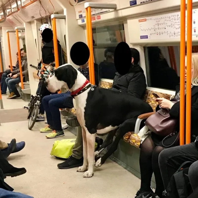 Taking a Seat on the Train | Reddit.com/boredwatermelon