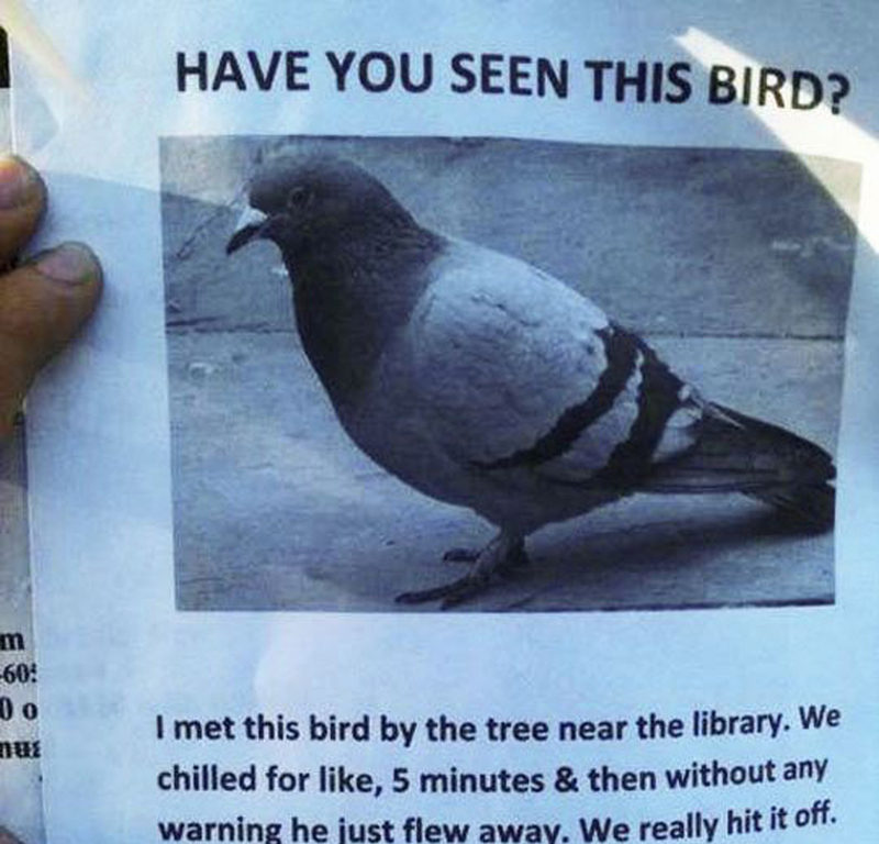 Bird Problems | Reddit.com/JHunzy