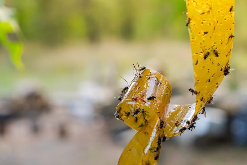 Fewer Flies | Room 76/Shutterstock