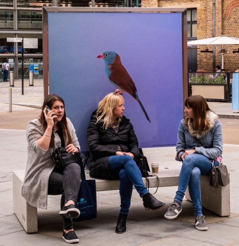 Pet Parrot | Alamy Stock Photo