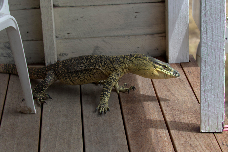 Another Visitor | Alamy Stock Photo by Lincoln Fowler