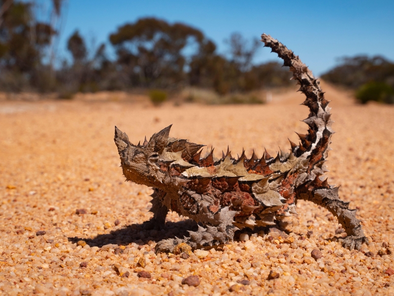 Thorny Devil | Alamy Stock Photo by Chris Ison