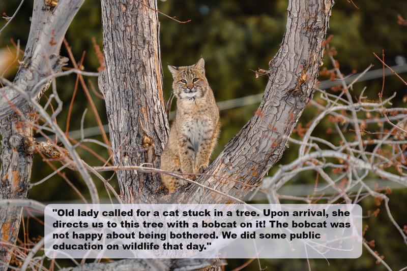 The Bobcat | Shutterstock