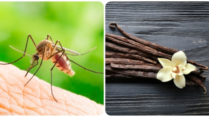 Sweet Bites | Shutterstock