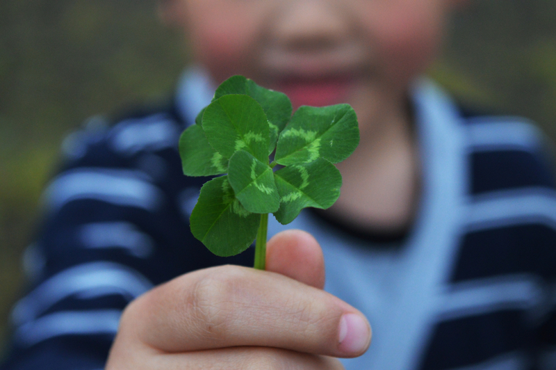 Seven-Leaf Clover | Shutterstock