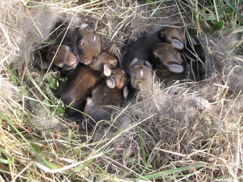 Bunnies! | Imgur.com/commonenigma