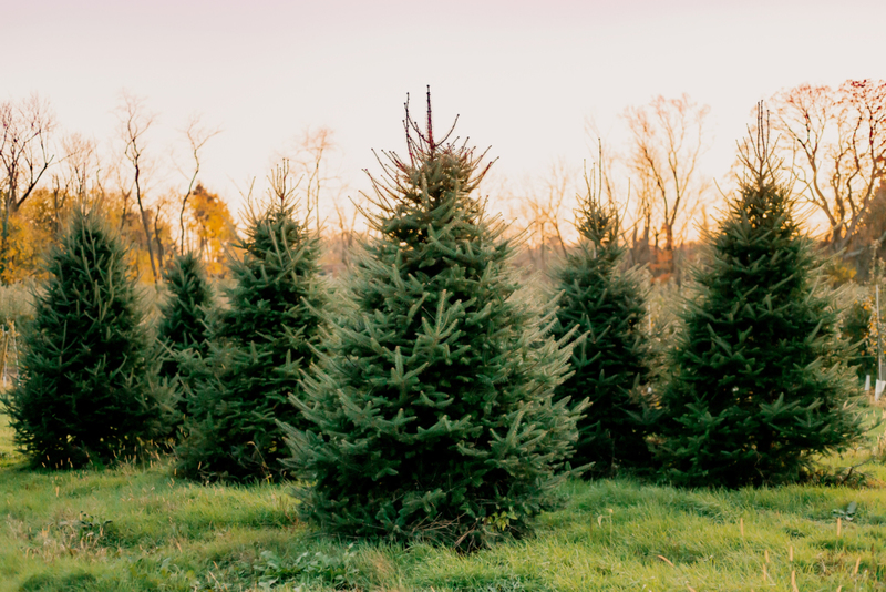 Make Natural Trees Look Smoother | Getty Images Photo by MMarieB