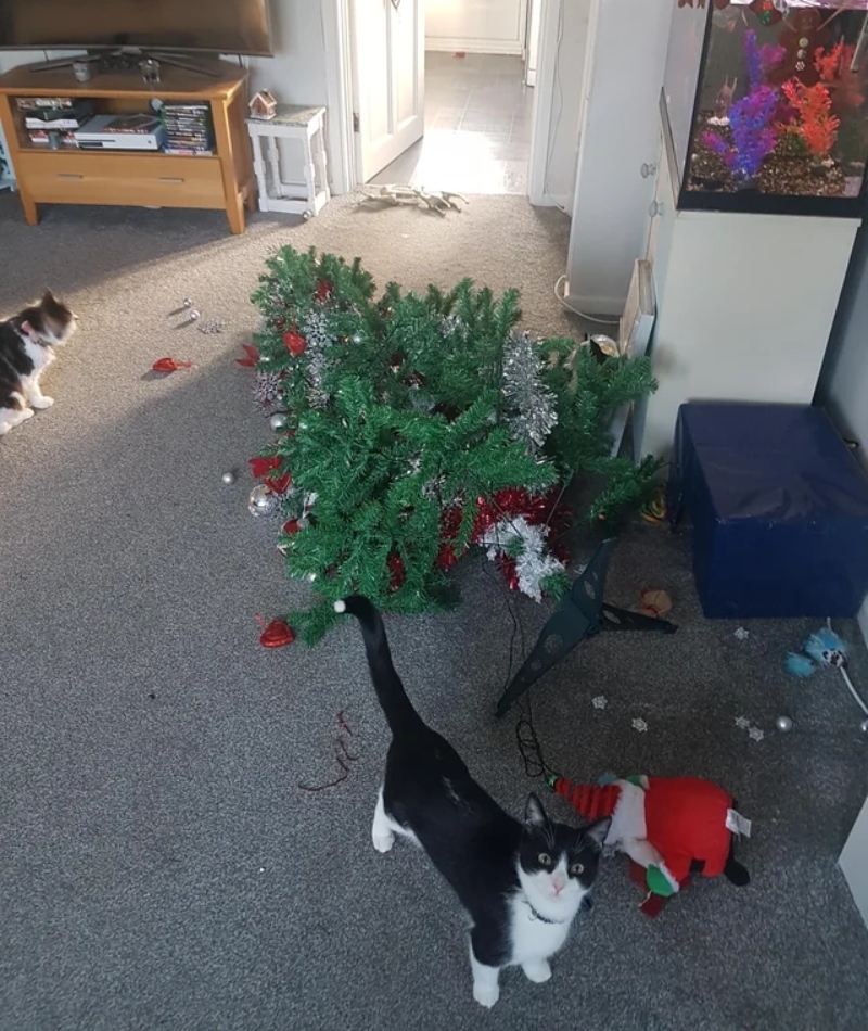 Tom Is Not a Fan of Christmas | Reddit.com/LittleMissKarma