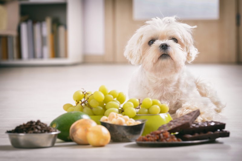 Get Garbage Out of Pet’s Stomachs | Getty Images Photo by humonia