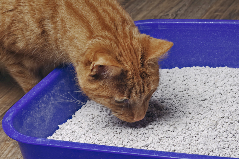 Give Your Cat a Clean Place to Squat | Getty Images Photo by Thorsten Nilson / EyeEm