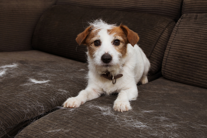 Couch Rescue | Getty Images Photo by smrm1977