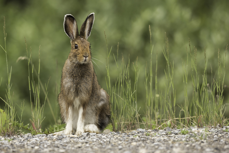 Whole Rabbit | Getty Images Photo by Colleen Gara