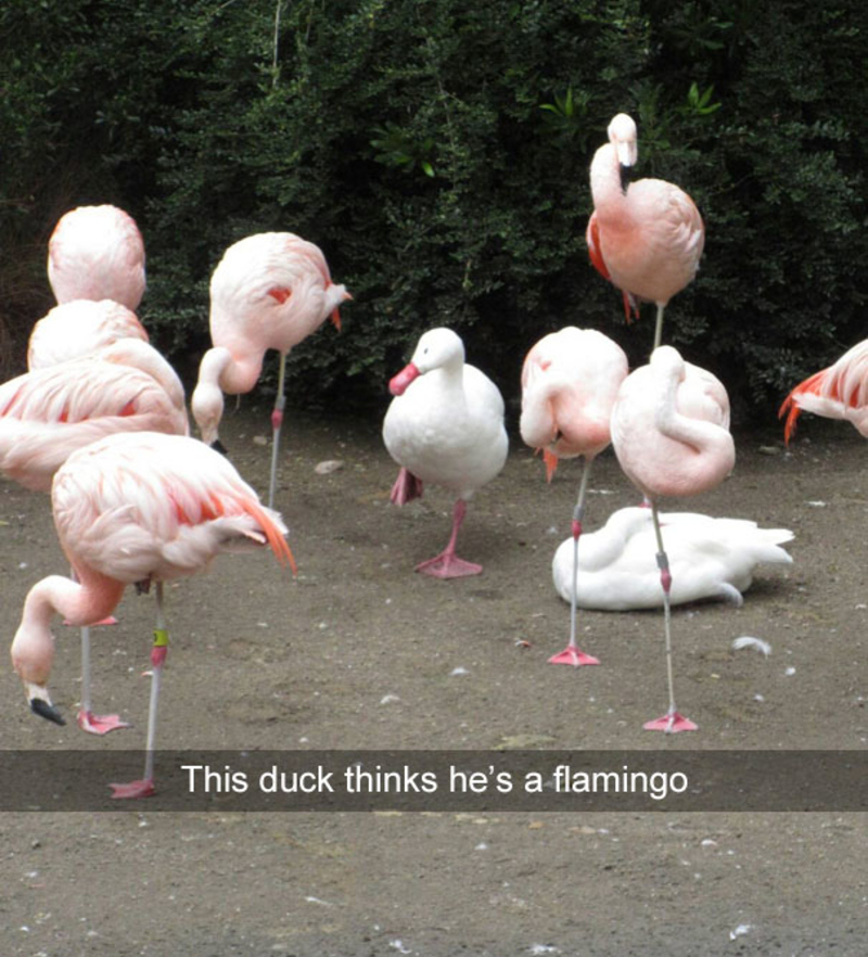 Flamingo or Duck? | Reddit.com/beccapizza