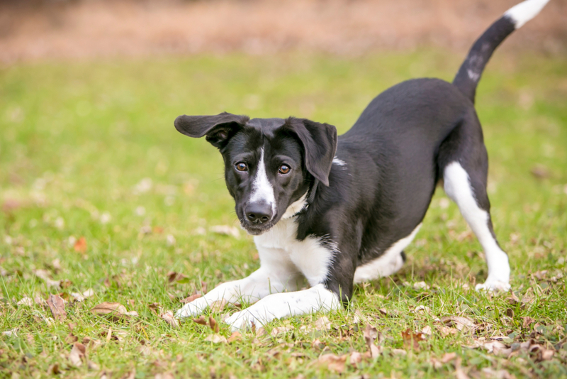 Why Your Puppy Bows | Shutterstock Photo by Mary Swift