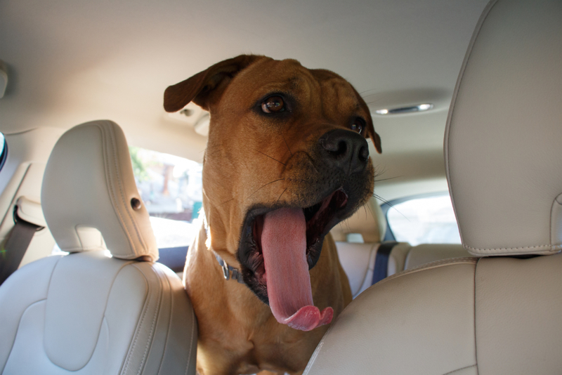 Yawning Can Be a Sign Of Discomfort | Shutterstock Photo by Julia Shumenko