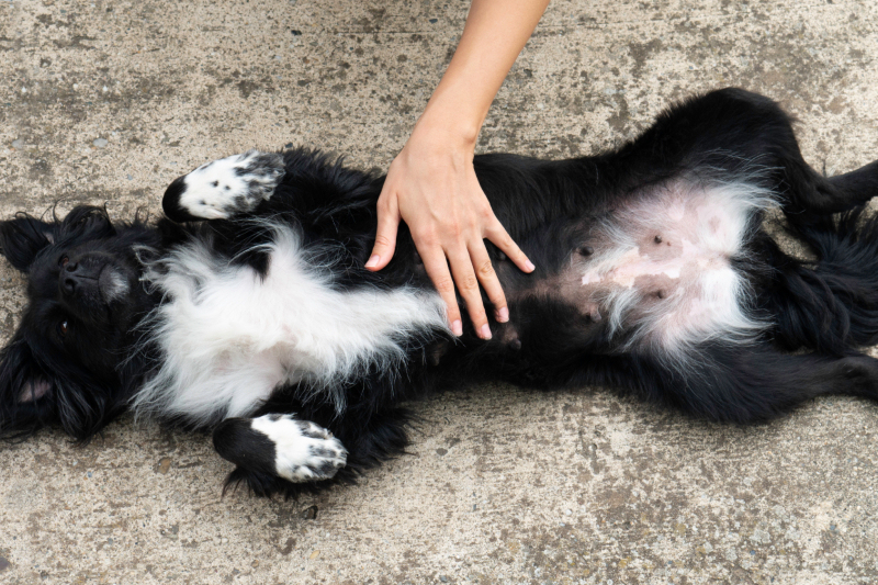 They Show You Their Belly | Shutterstock Photo by Natasa Ivancev