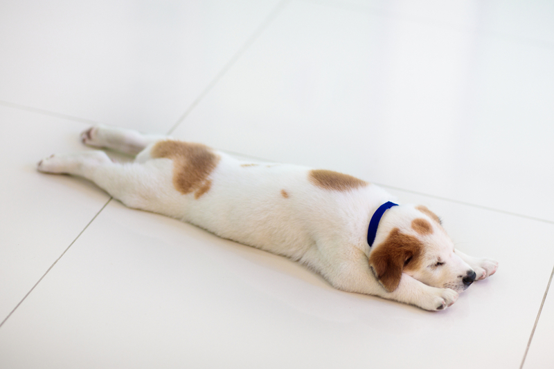 The Belly Curl | Shutterstock Photo by FamVeld