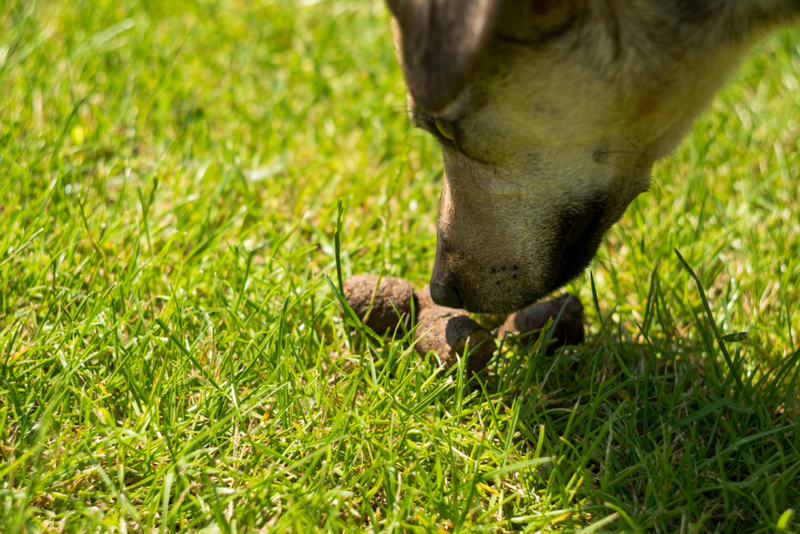 Eating Poop | Shutterstock Photo by xtotha