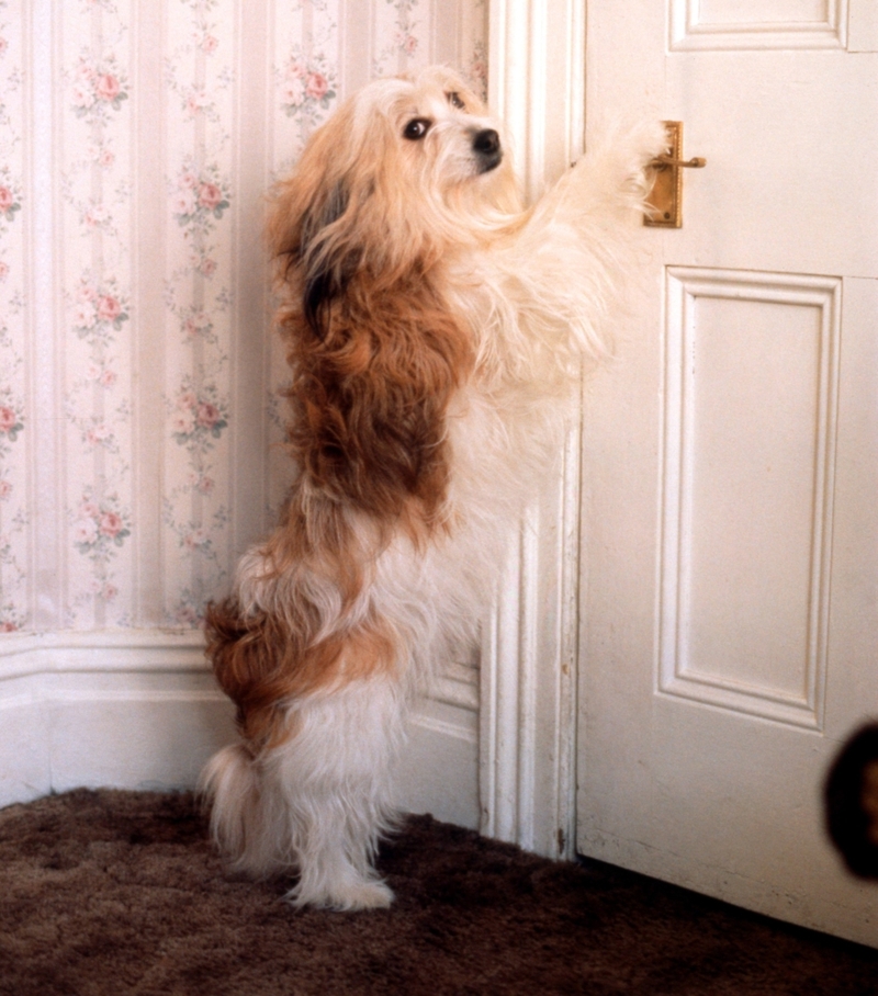 Open the Door | Alamy Stock Photo by Voller Ernst/John Drysdale/imageBROKER GmbH & Co.KG 