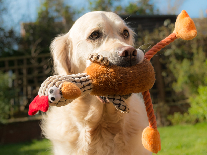 Not Always Fetch Time | Shutterstock Photo by D K Grove