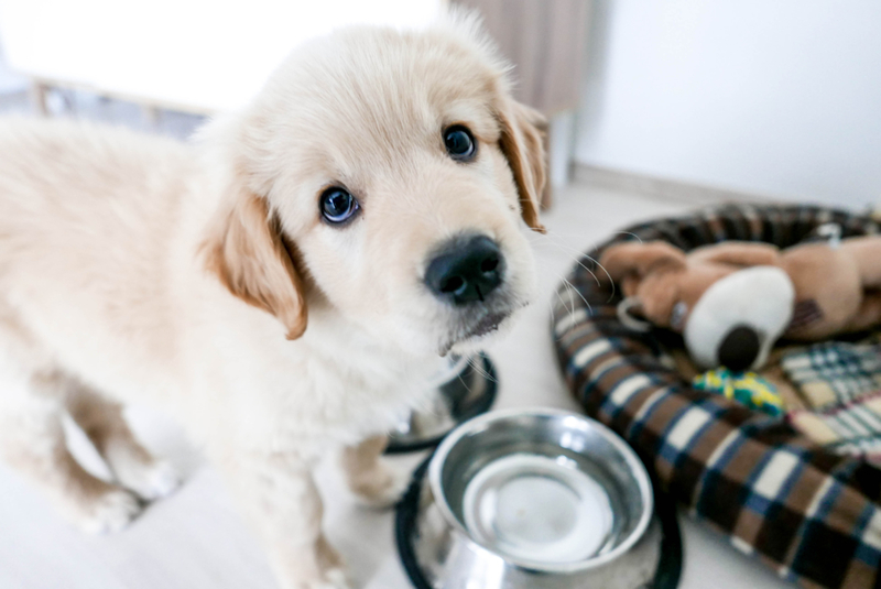 Hugging With Their Eyes | Shutterstock Photo by belefront