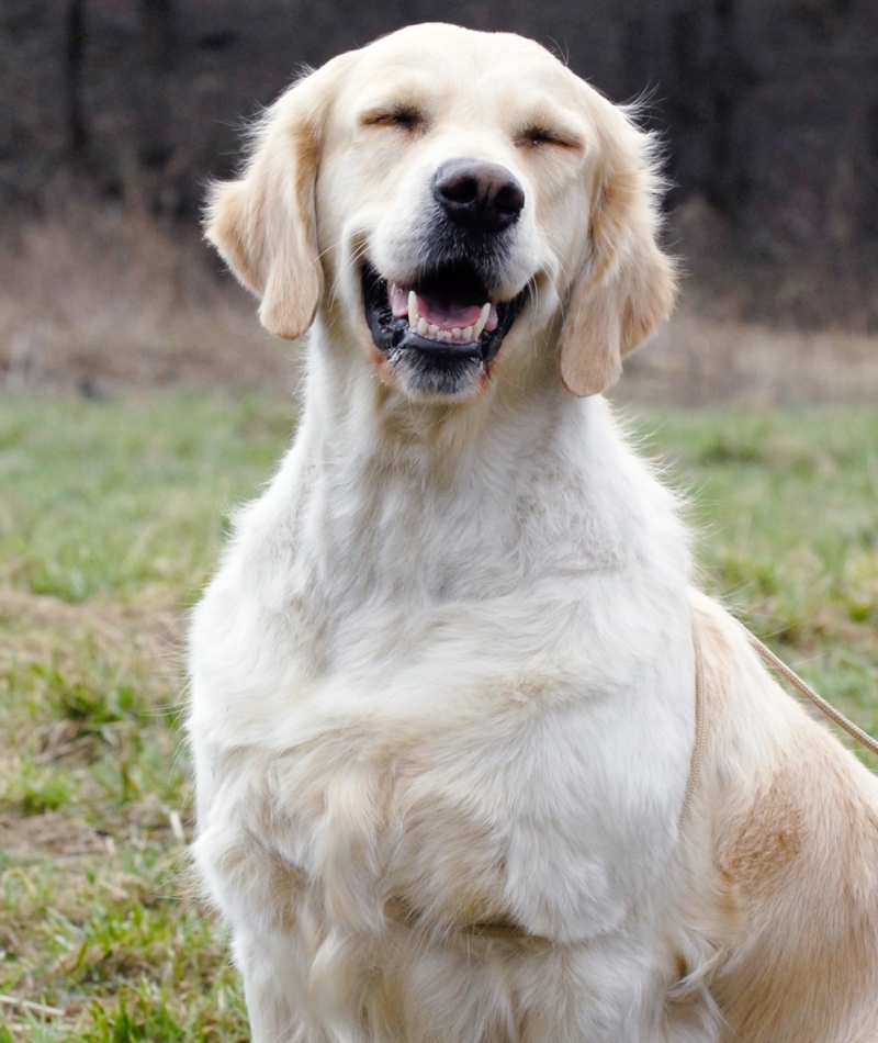 Dog Squinting or Blinking | Shutterstock Photo by Tatiana Gass