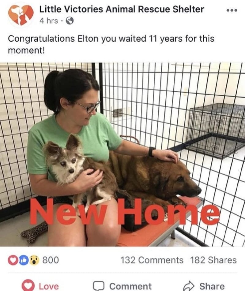 Elton’s New Home | Facebook/@LittleVictoriesAnimalRescueShelter