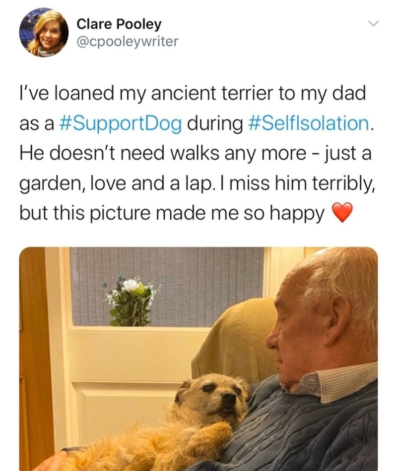 Support Dog | Twitter/@cpooleywriter