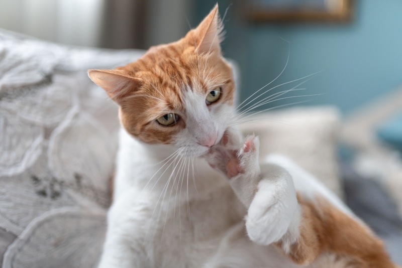 Nail Biting | Alamy Stock Photo by Magui RF 