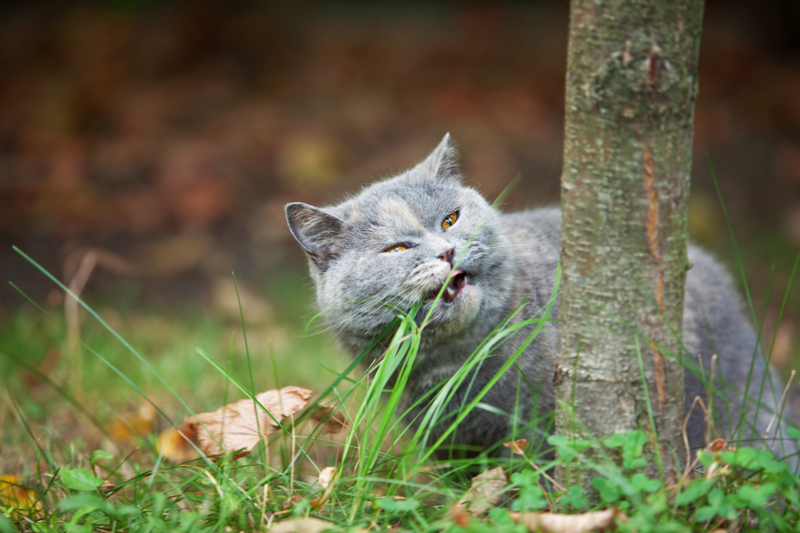 Eating Grass | Getty Images Photo by Salima Senyavskaya