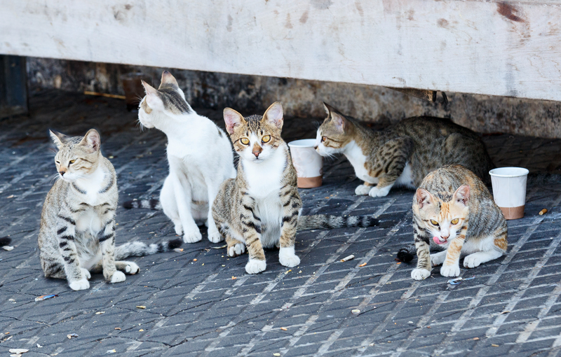 Cat Colonies | Shutterstock Photo by S1001