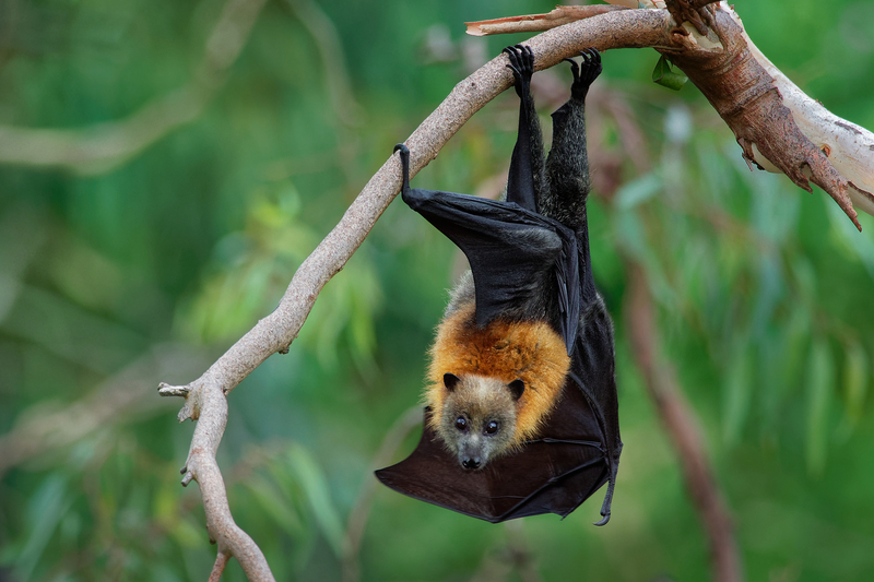 Grey-headed Flying Fox | Martin Pelanek/Shutterstock