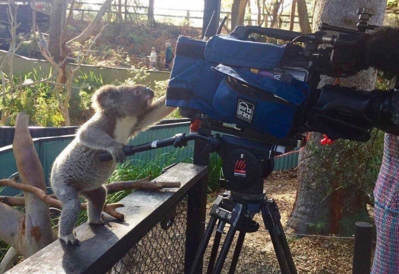 Camera Koala | Reddit.com/D_S_W