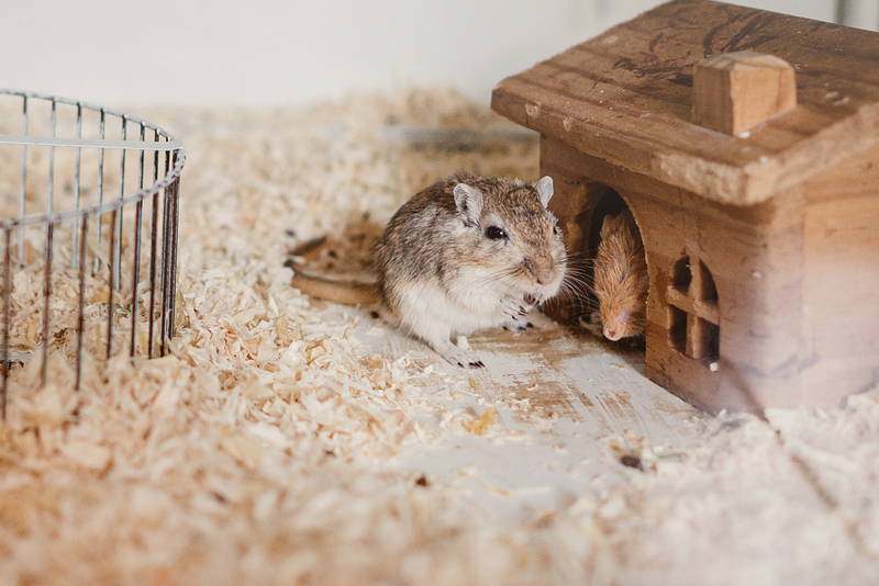 Frozen Hamster | Getty Images Photo by Oier Aso Poza