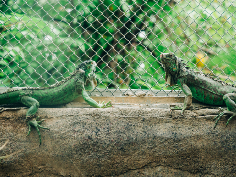 Inflated Iguana | Getty Images Photo by PansLaos