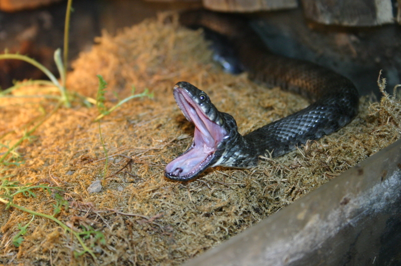 Your Snake Isn't Really Yawning | Getty Images Photo by jurc