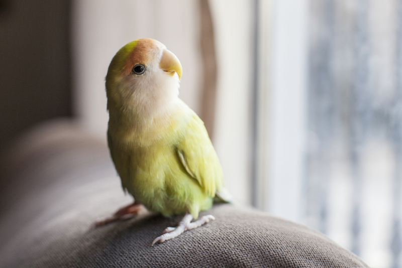 Birds Can Purr Too | Getty Images Photo by Juana Mari Moya