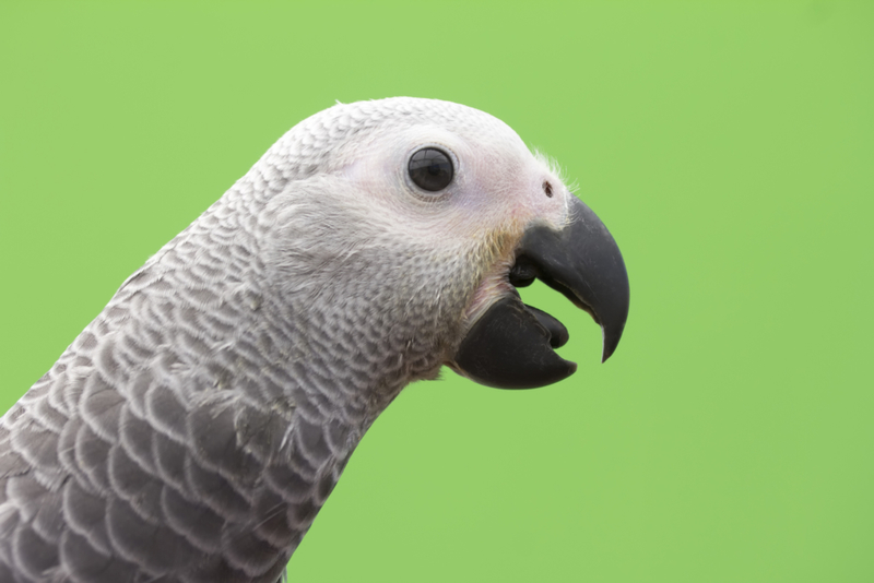 Clicking Bird Tongue | Getty Images Photo by Fernando Trabanco Fotografía