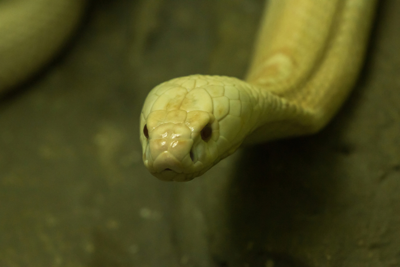 Wiggle That Head | Getty Images Photo by Puripat penpun