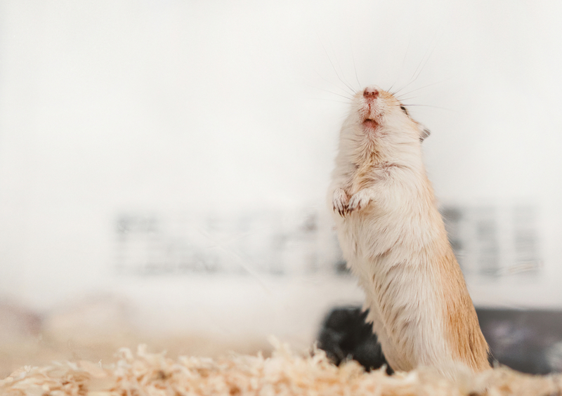 Your Hamster Isn't Begging | Getty Images Photo by Oier Aso Poza