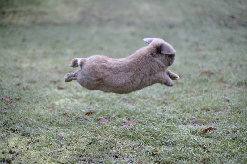 The Bunny Dance | Getty Images Photo by robert reader