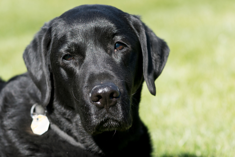 Labrador: $890 | Getty Images Photo by Alex Gottschalk/DeFodi Images