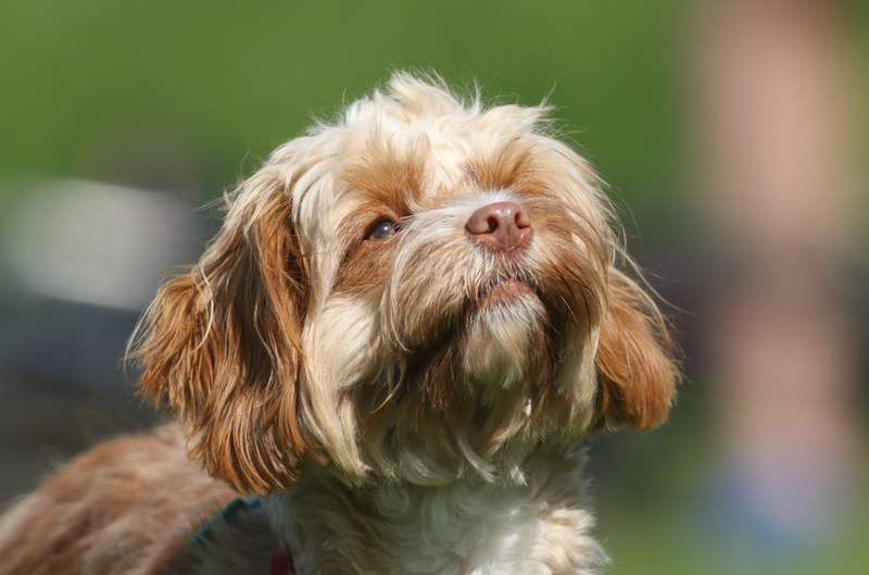 Cavapoo: $1,250 | Sandra Standbridge/Shutterstock