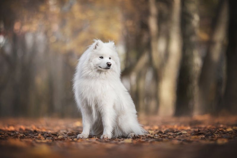 Samoyedo: $ 1,500 | Liudmila Bohush/Shutterstock